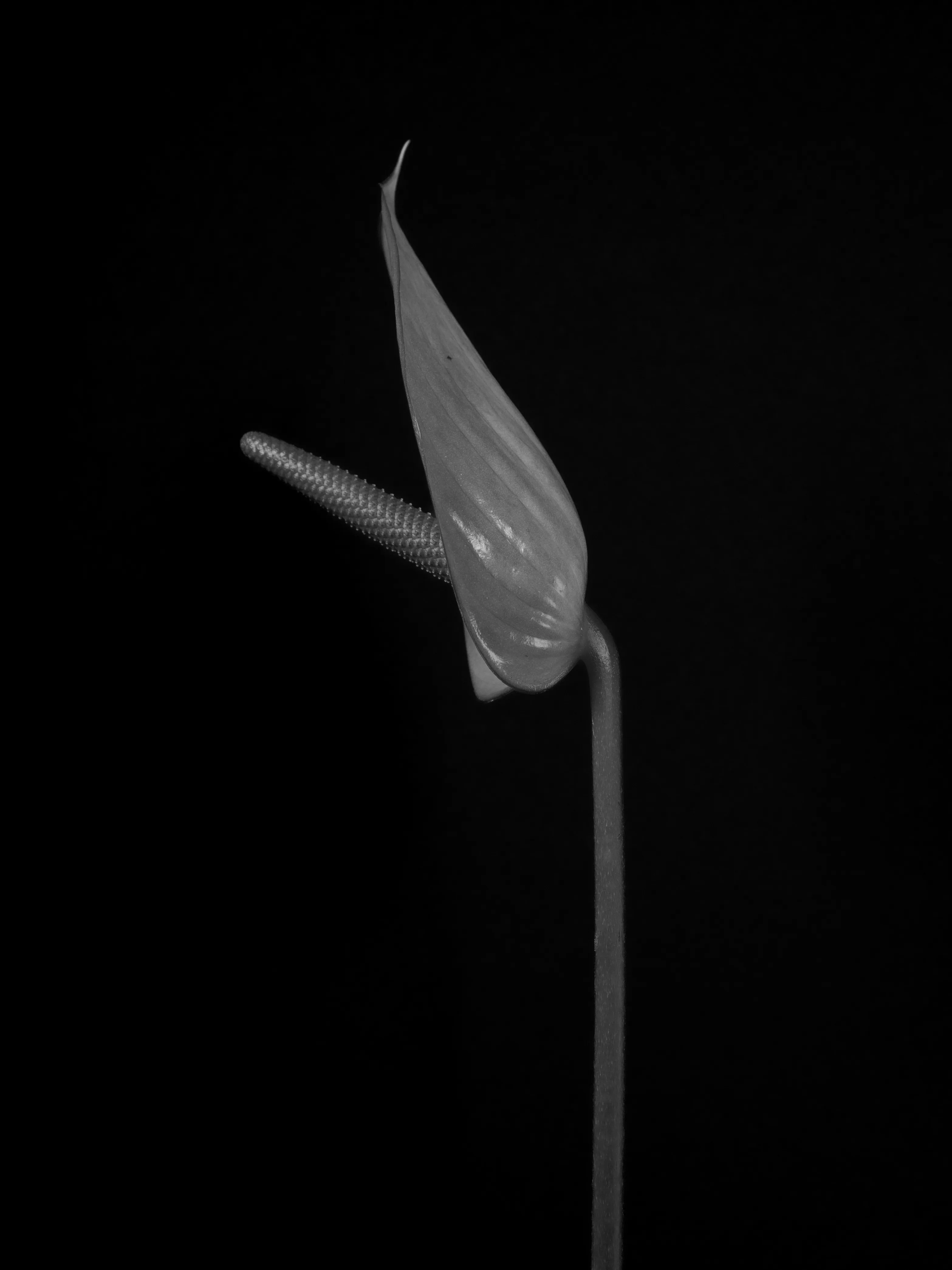 White anthurium flower against black background