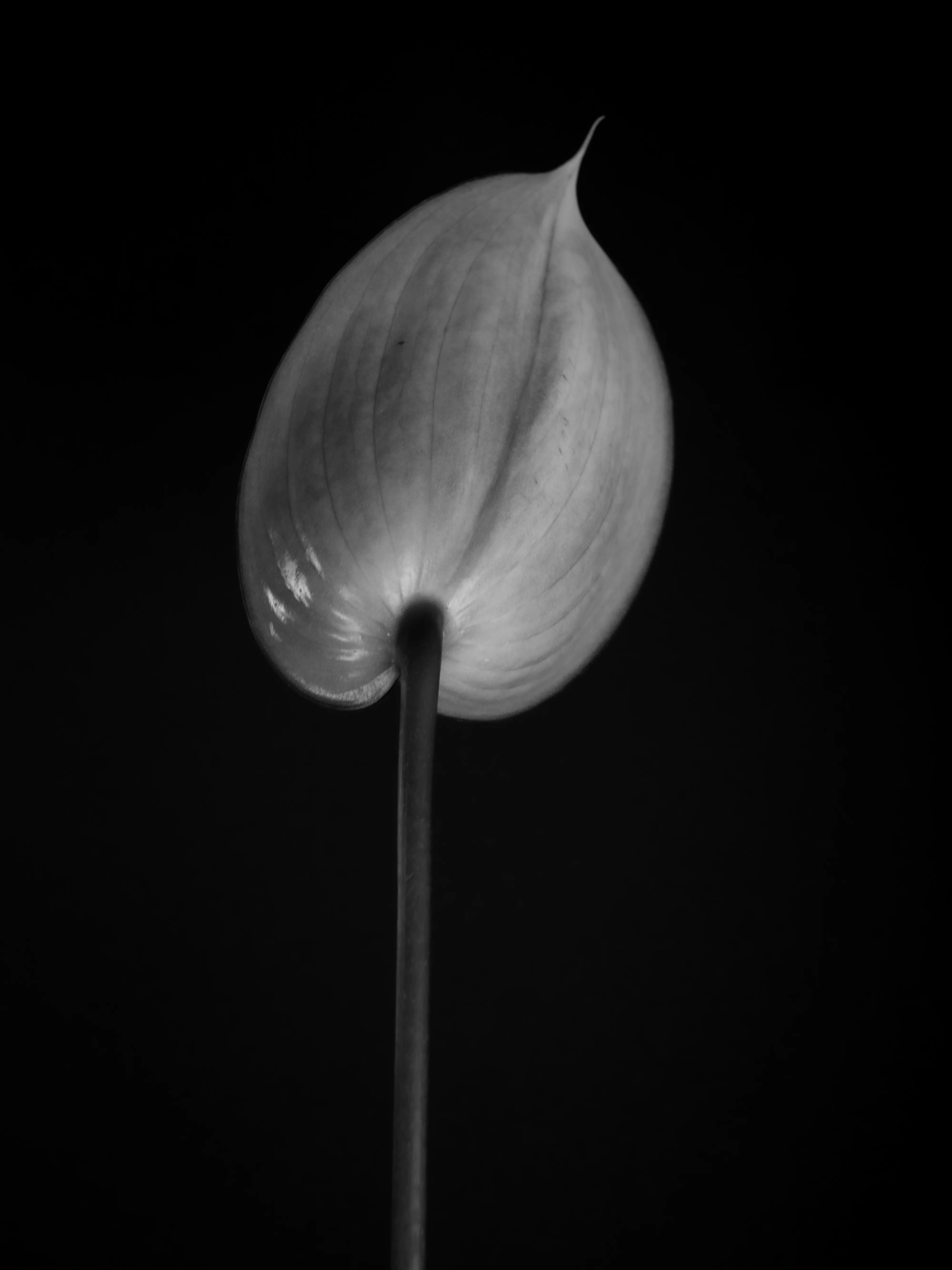 Closed anthurium bud against black background