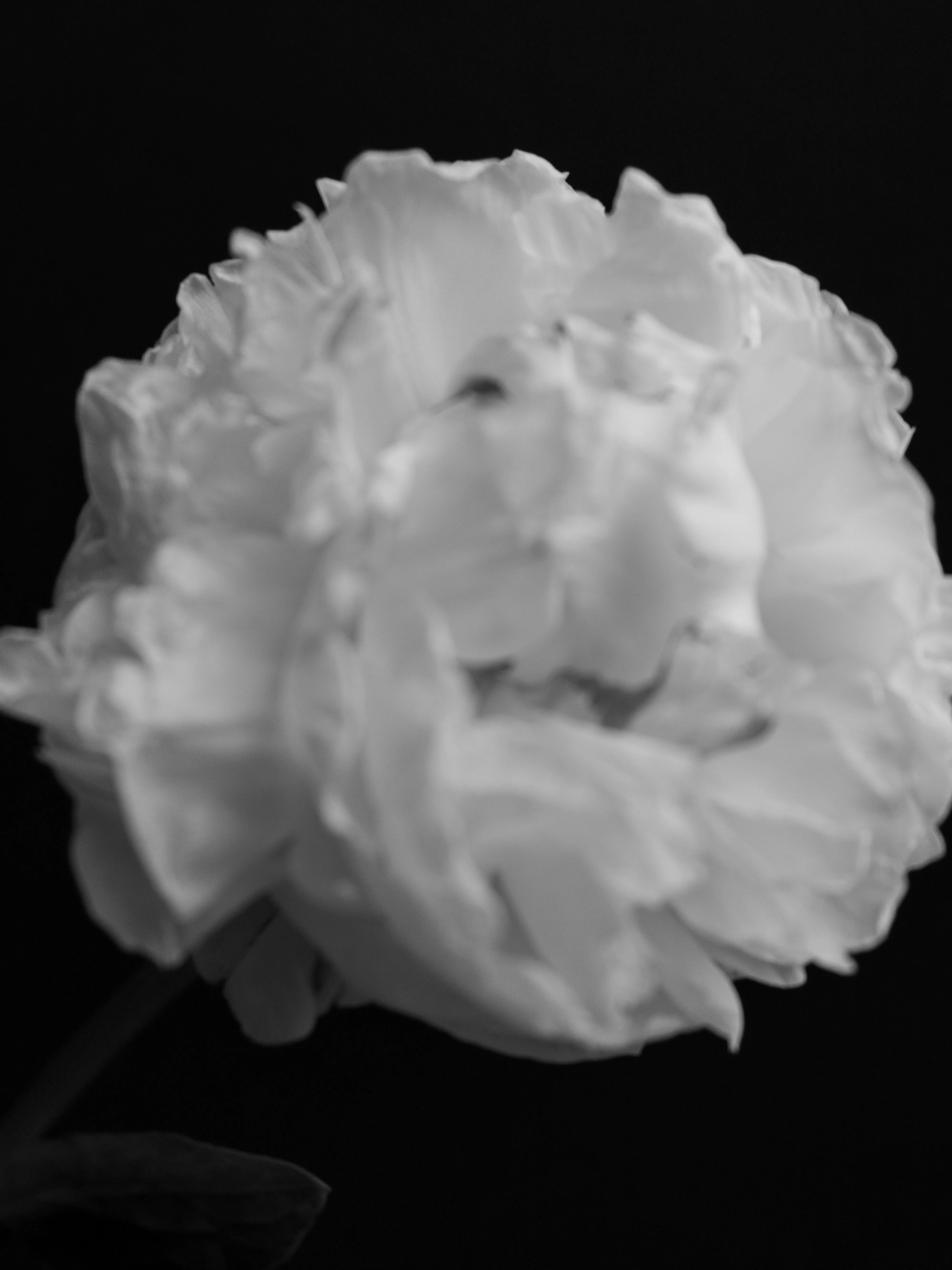 White peony bloom against black background