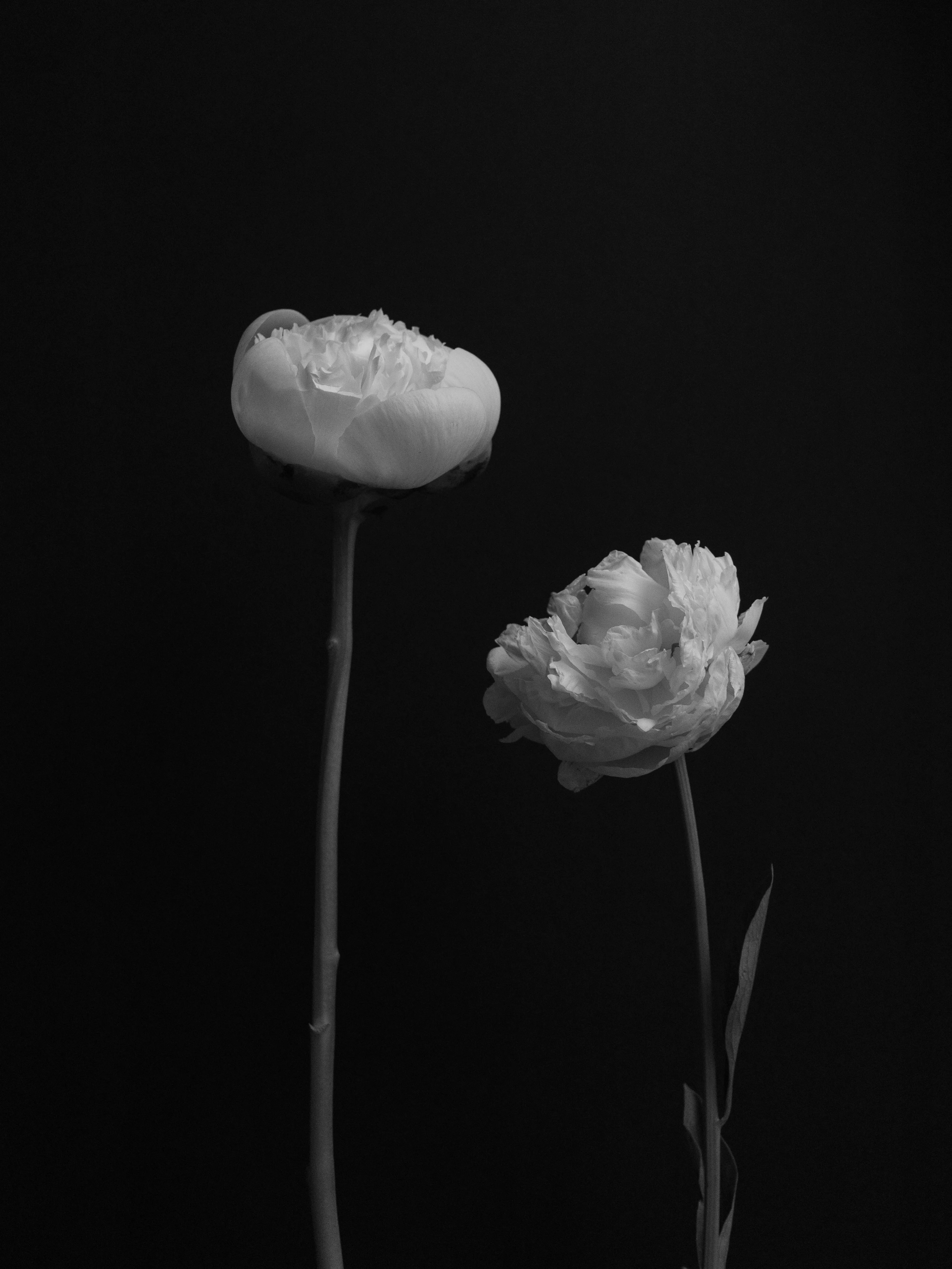 Two white peonies at different stages against black background