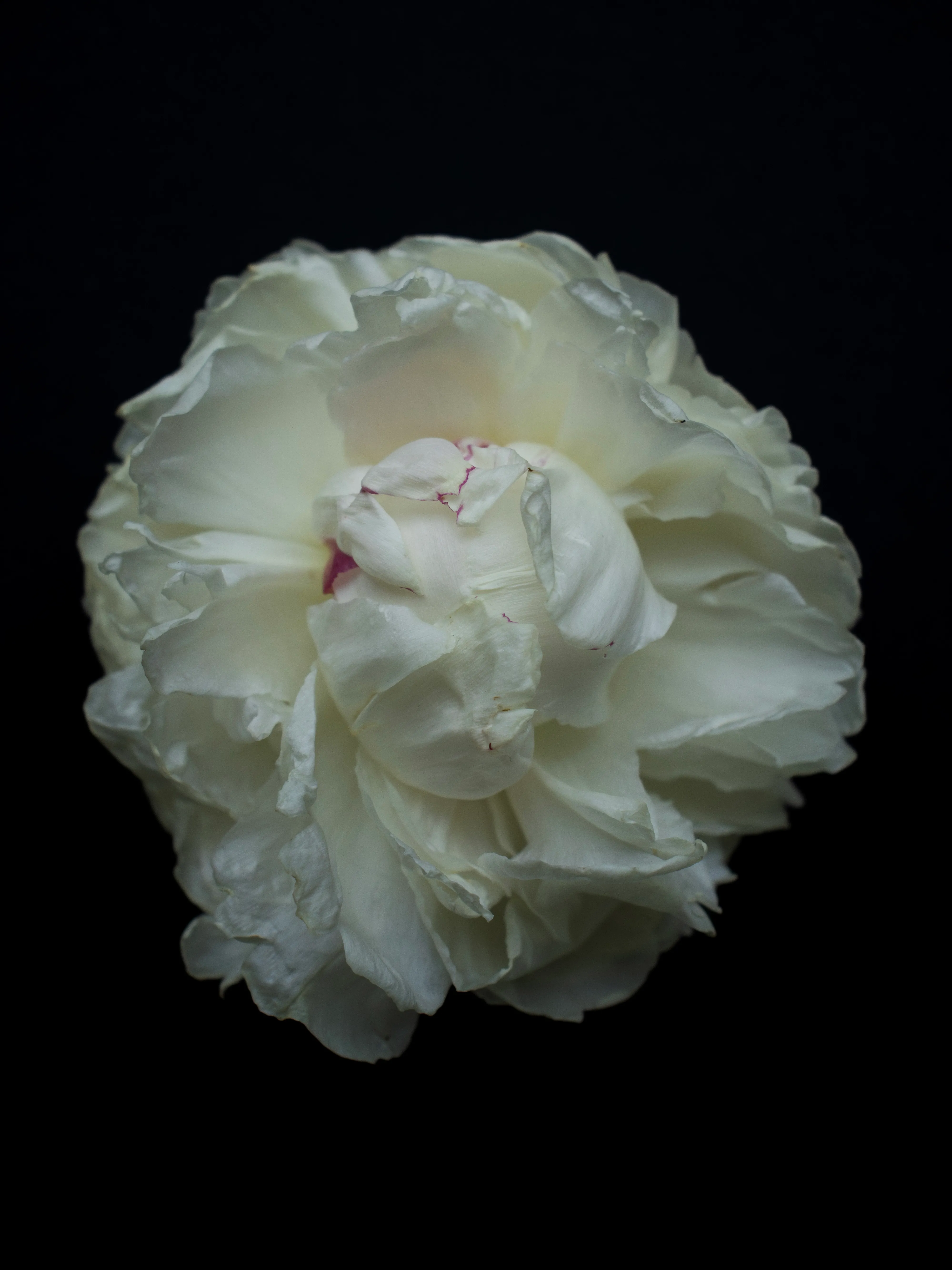 Full white peony bloom with pink center against black background