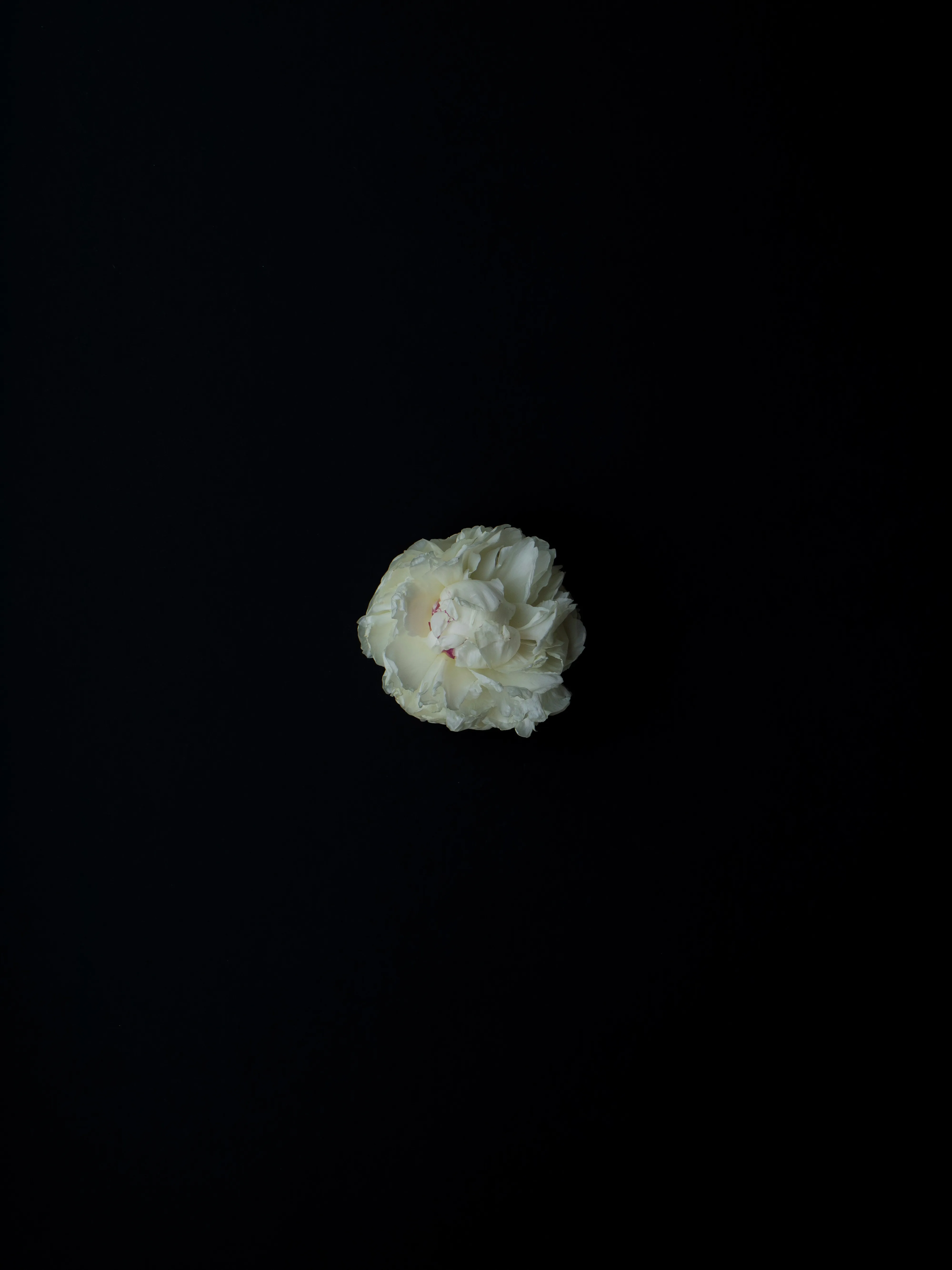 Small white peony floating in dark space