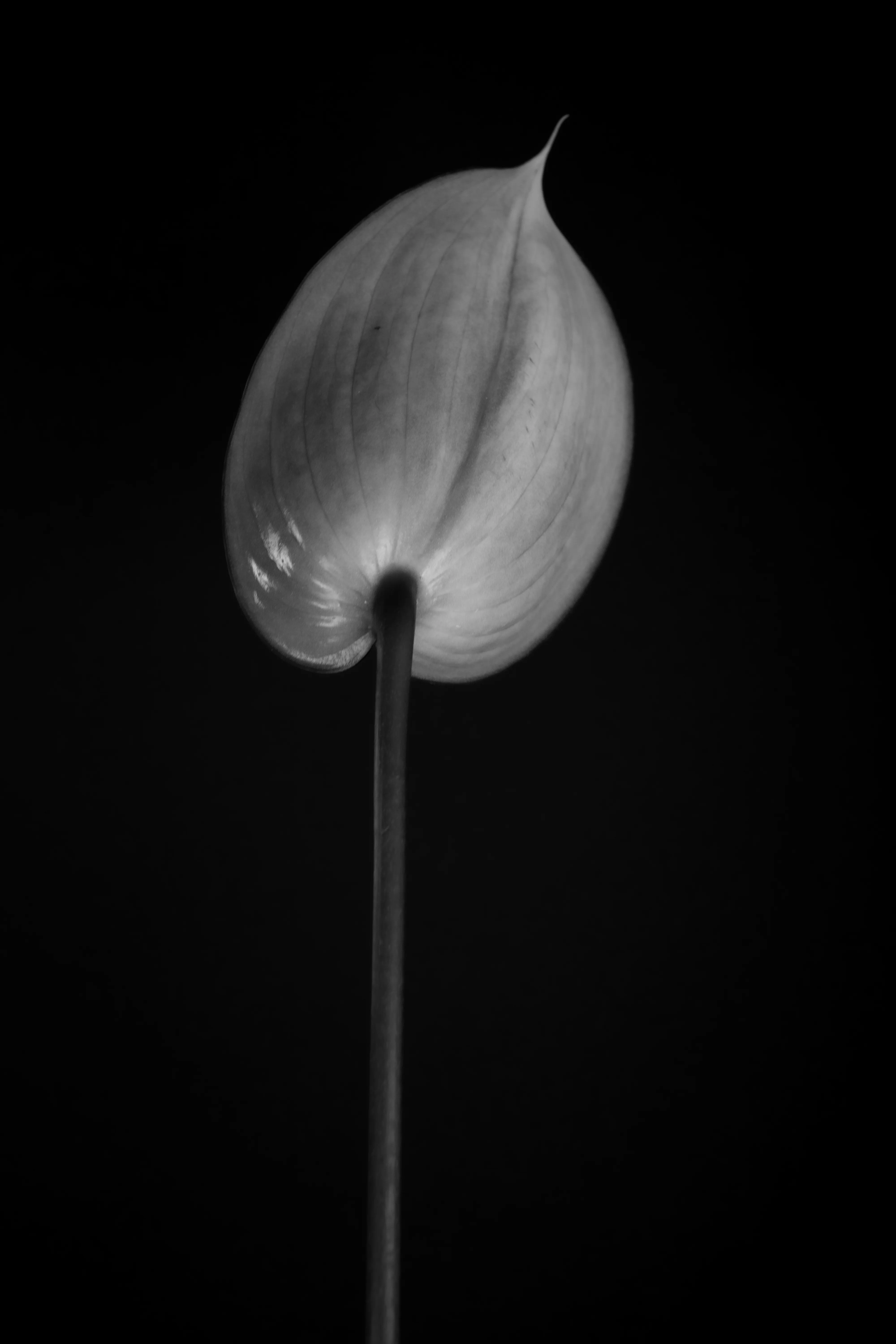 Closed anthurium bud against black background