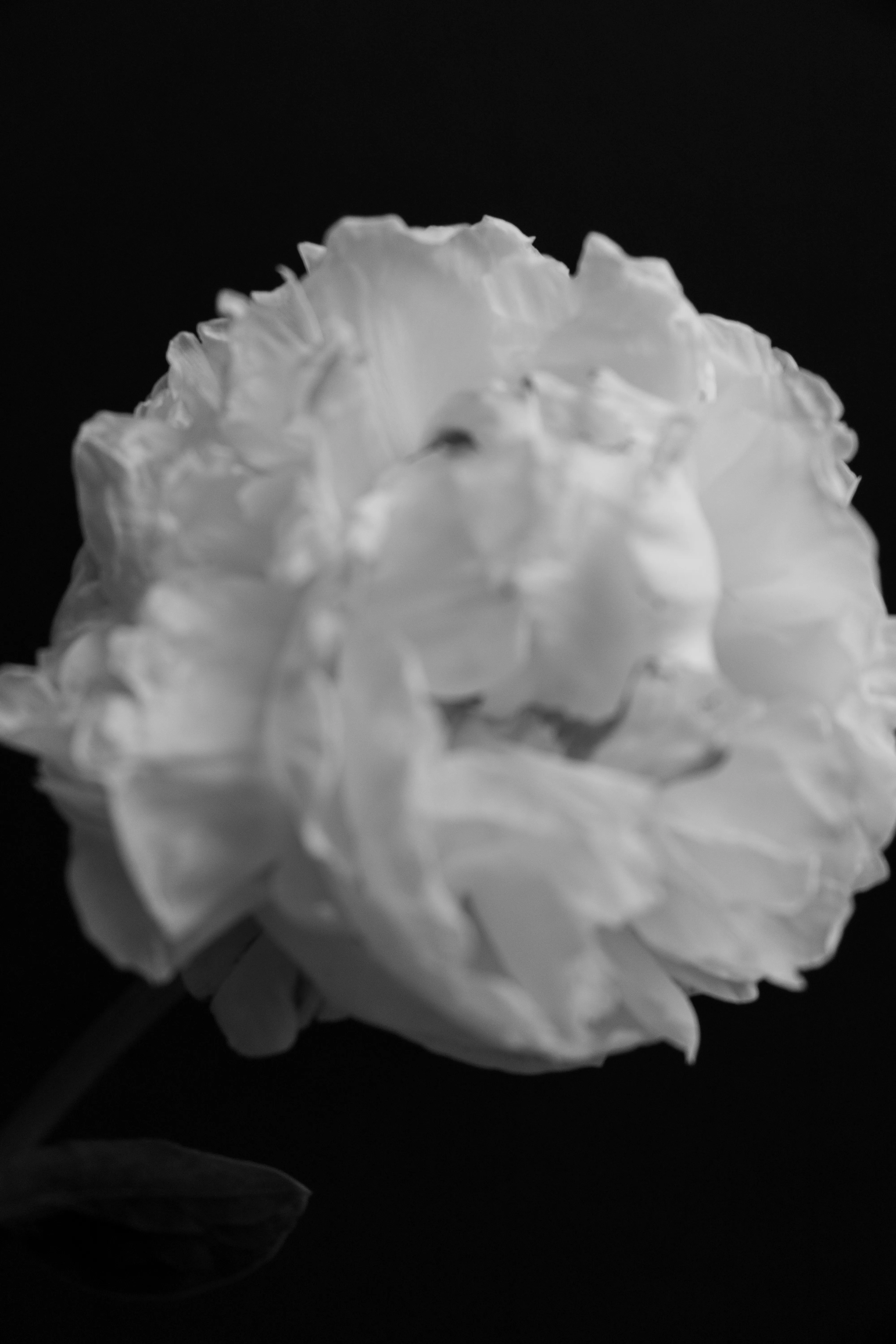 White peony bloom against black background