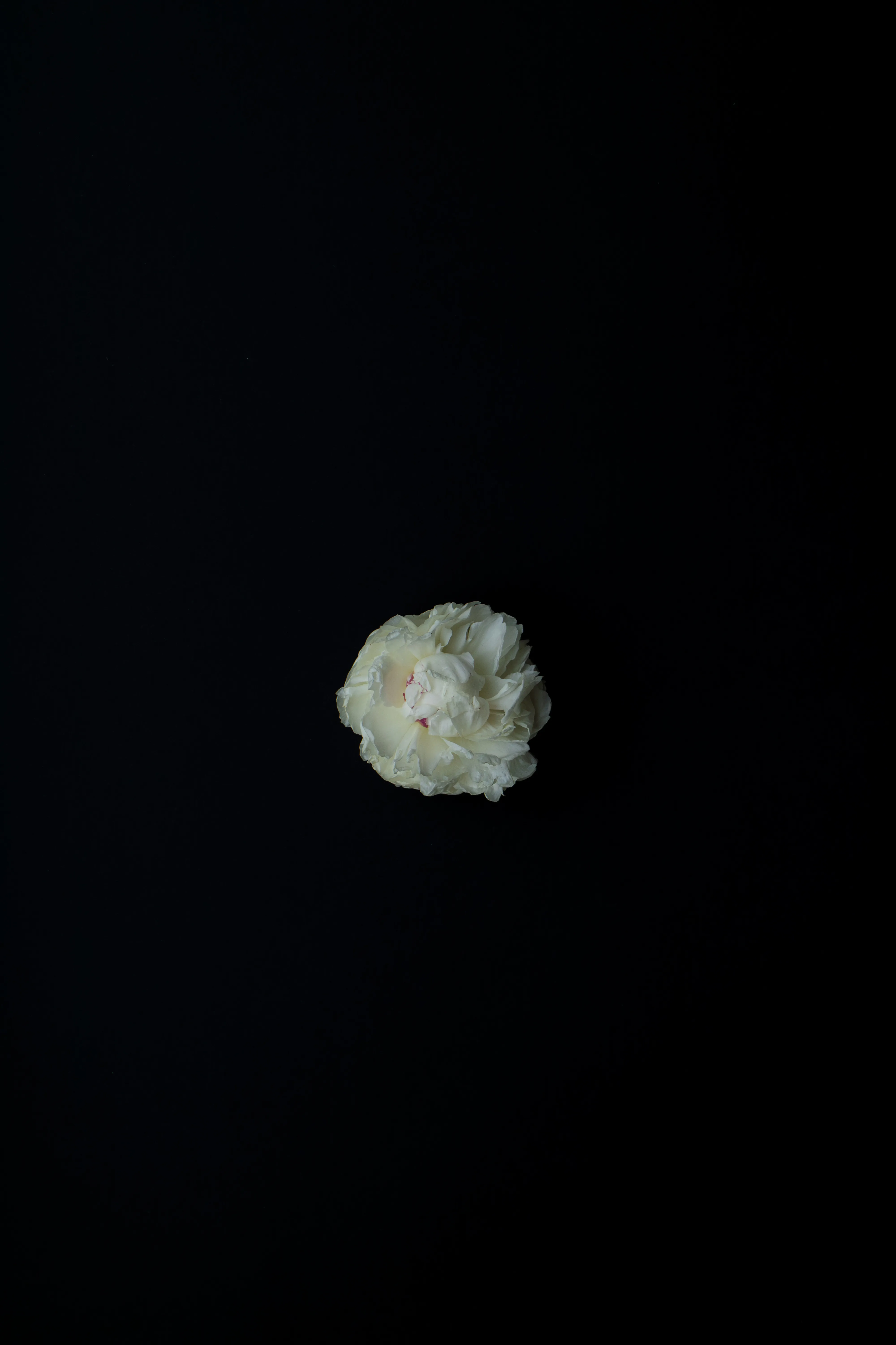 Small white peony floating in dark space